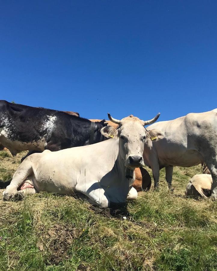 Ferienwohnung Morgentau Am Rande Der Wildnis Sibratsgfäll Exterior foto